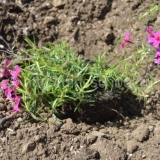 Presađivanje floksa u proljeće, jesen na drugo mjesto: uslovi, pravila, savjeti